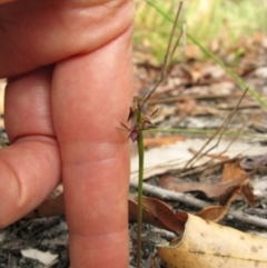 Corunastylis filiforme at Jervis Bay, JBT - 14 Nov 2018