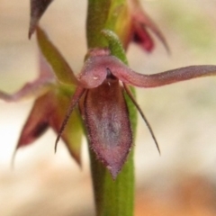 Corunastylis filiforme at Jervis Bay, JBT - 14 Nov 2018