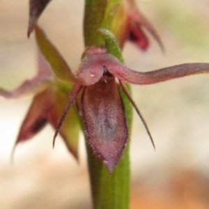 Corunastylis filiforme at Jervis Bay, JBT - 14 Nov 2018