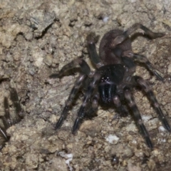 Arbanitis sp. (genus) (A spiny trapdoor spider) at Rosedale, NSW - 2 Oct 2018 by jbromilow50