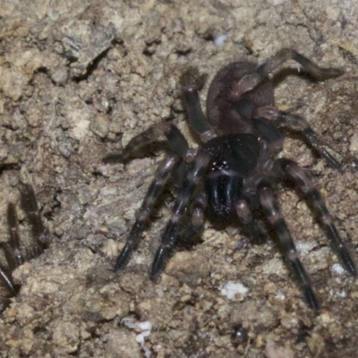 Stanwellia sp. (genus) (Trapdoor Spider) at Rosedale, NSW - 2 Oct 2018 by jb2602