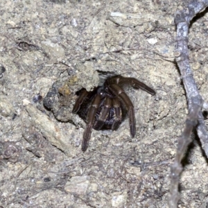 Arbanitis sp. (genus) at Rosedale, NSW - 2 Oct 2018