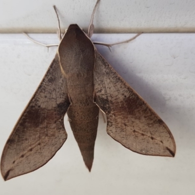 Hippotion scrofa (Coprosma Hawk Moth) at Russell, ACT - 29 Nov 2018 by nimma