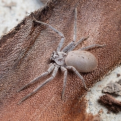 Isopeda (genus) (Huntsman Spider) at Wamboin, NSW - 25 Nov 2018 by Varanus