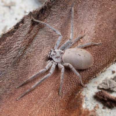 Isopeda sp. (genus) (Huntsman Spider) at QPRC LGA - 25 Nov 2018 by Varanus