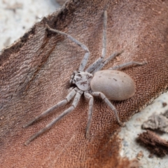 Isopeda sp. (genus) (Huntsman Spider) at Wamboin, NSW - 25 Nov 2018 by Varanus