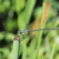 Griseargiolestes intermedius (Alpine Flatwing) at Coree, ACT - 20 Nov 2018 by KenT