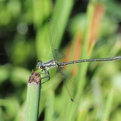 Griseargiolestes intermedius (Alpine Flatwing) at Coree, ACT - 20 Nov 2018 by KenT