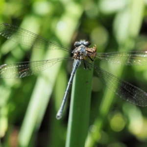 Griseargiolestes intermedius at Coree, ACT - 20 Nov 2018