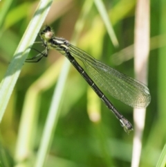 Griseargiolestes intermedius at Coree, ACT - 20 Nov 2018