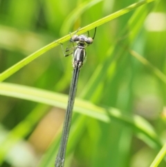 Griseargiolestes intermedius at Coree, ACT - 20 Nov 2018