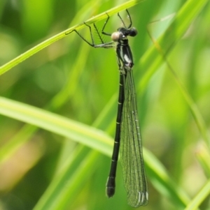 Griseargiolestes intermedius at Coree, ACT - 20 Nov 2018