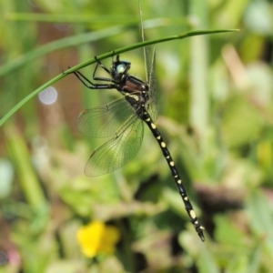 Synthemis eustalacta at Coree, ACT - 20 Nov 2018 10:46 AM