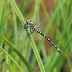 Synthemis eustalacta at Coree, ACT - 20 Nov 2018 10:46 AM