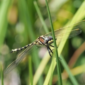 Synthemis eustalacta at Coree, ACT - 20 Nov 2018 10:46 AM