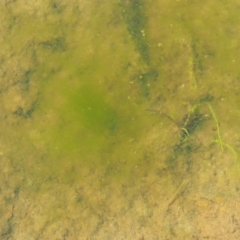 Spirogyra sp. (Green Algae) at Coree, ACT - 19 Nov 2018 by KenT