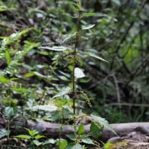 Urtica incisa at Cotter River, ACT - 26 Nov 2018 10:19 AM