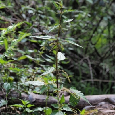 Urtica incisa (Stinging Nettle) at Cotter River, ACT - 25 Nov 2018 by KenT