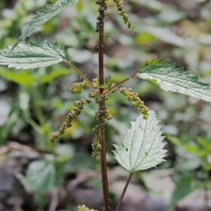 Urtica incisa at Cotter River, ACT - 26 Nov 2018 10:19 AM