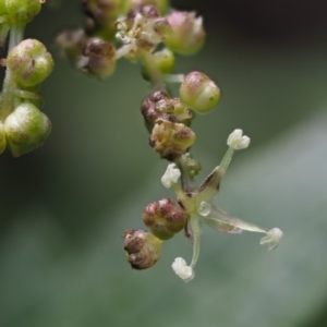 Urtica incisa at Cotter River, ACT - 26 Nov 2018 10:19 AM