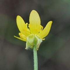 Ranunculus scapiger at Cotter River, ACT - 26 Nov 2018 by KenT