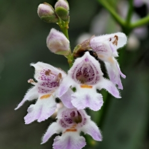 Prostanthera lasianthos at Cotter River, ACT - 26 Nov 2018 11:07 AM