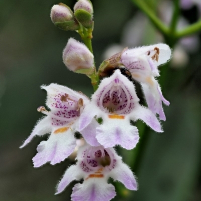 Prostanthera lasianthos (Victorian Christmas Bush) at Cotter River, ACT - 26 Nov 2018 by KenT