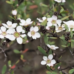 Gaudium brevipes (Grey Tea-tree) at Cotter River, ACT - 26 Nov 2018 by KenT