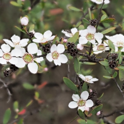 Gaudium brevipes (Grey Tea-tree) at Cotter River, ACT - 26 Nov 2018 by KenT