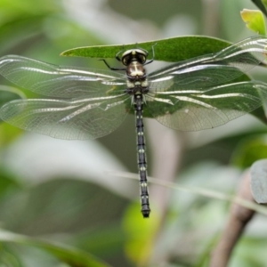 Eusynthemis guttata at Cotter River, ACT - 26 Nov 2018 10:36 AM