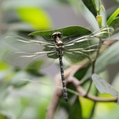 Eusynthemis guttata at Cotter River, ACT - 26 Nov 2018 10:36 AM