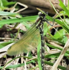 Eusynthemis guttata at Cotter River, ACT - 26 Nov 2018