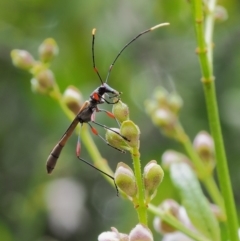 Enchoptera apicalis (Longhorn beetle) at Cotter River, ACT - 26 Nov 2018 by KenT