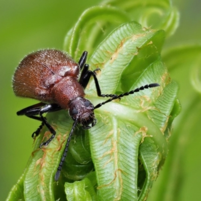 Ecnolagria grandis (Honeybrown beetle) at Cotter River, ACT - 25 Nov 2018 by KenT