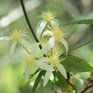 Clematis aristata at Cotter River, ACT - 26 Nov 2018 11:06 AM