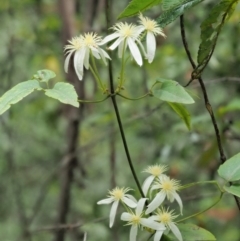 Clematis aristata at Cotter River, ACT - 26 Nov 2018