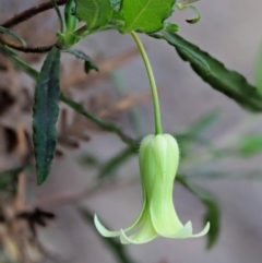 Billardiera mutabilis (Climbing Apple Berry, Apple Berry, Snot Berry, Apple Dumblings, Changeable Flowered Billardiera) at Cotter River, ACT - 25 Nov 2018 by KenT