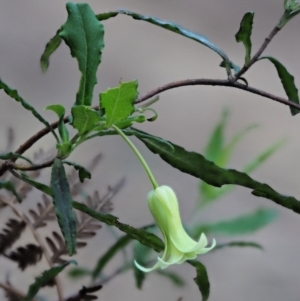 Billardiera mutabilis at Cotter River, ACT - 26 Nov 2018 06:58 AM