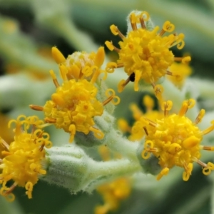 Bedfordia arborescens at Cotter River, ACT - 26 Nov 2018