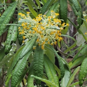 Bedfordia arborescens at Cotter River, ACT - 26 Nov 2018 01:05 PM