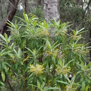 Bedfordia arborescens at Cotter River, ACT - 26 Nov 2018 01:05 PM