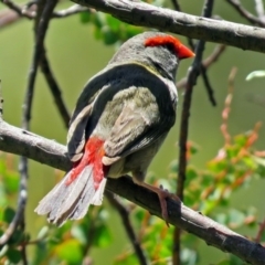 Neochmia temporalis (Red-browed Finch) at Fyshwick, ACT - 29 Nov 2018 by RodDeb