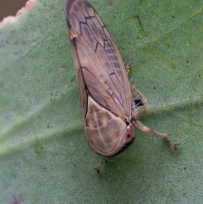 Cicadellidae (family) (Unidentified leafhopper) at Cotter River, ACT - 27 Nov 2018 by KenT