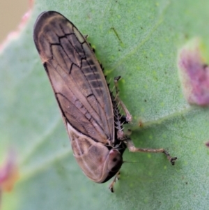 Cicadellidae (family) at Cotter River, ACT - 27 Nov 2018