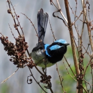 Malurus cyaneus at Fyshwick, ACT - 29 Nov 2018