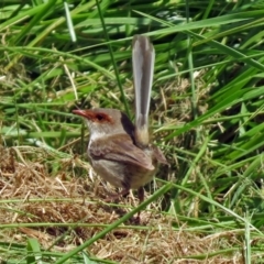 Malurus cyaneus at Fyshwick, ACT - 29 Nov 2018