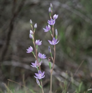 Thelymitra sp. (nuda complex) at Cotter River, ACT - 27 Nov 2018