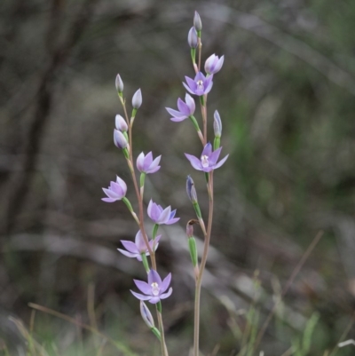 Thelymitra sp. (nuda complex) (Sun Orchid) at Cotter River, ACT - 27 Nov 2018 by KenT