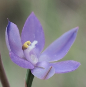 Thelymitra sp. (nuda complex) at Cotter River, ACT - 27 Nov 2018