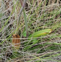 Thelymitra sp. (nuda complex) at Cotter River, ACT - 27 Nov 2018